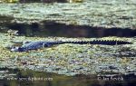 Photo of krokodýl středoamerický Crocodylus moreletii Morelets crocodile Cocodrilo de Pantano